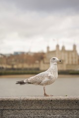closed up shot of seagull at Tower Bridge London, on a cloudy day.