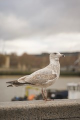 closed up shot of seagull at Tower Bridge London, on a cloudy day.