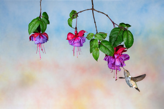 Volcano hummingbird and three Fuchsia flowers