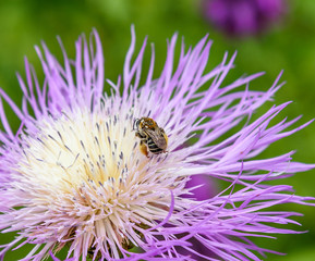 AustinSpringFlowers2019-Bee1-Macro