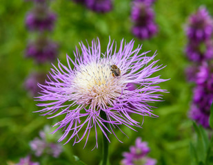 AustinSpringFlowers2019-Bee1