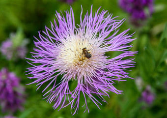 AustinSpringFlowers2019-Bee2