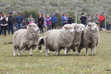 Naklejka premium flock of sheep