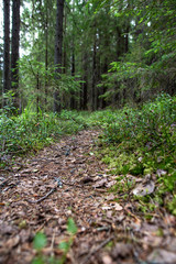 Winding trail for tourists goes through the forest. Bottom view.