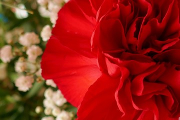 Red geranium close-up on a blurred white flowers background.Floral spring background. Spring season.