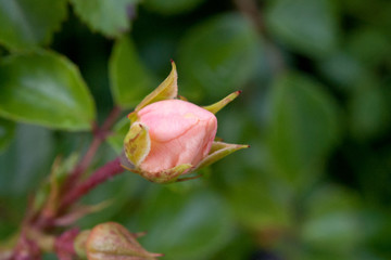 薔薇の蕾　ピンク