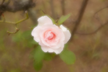 ピンクのバラの花