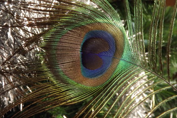 Obraz premium Closeup of a peacock feather