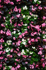 ベコニアのカーテン