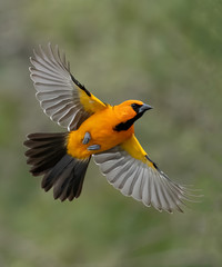 Altamira oriole (icterus gularis) flight over Rio Grande Valley, Texas © TomIngramPhotography