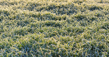 Background and texture of grass on a frozen meadow in winter in sunlight