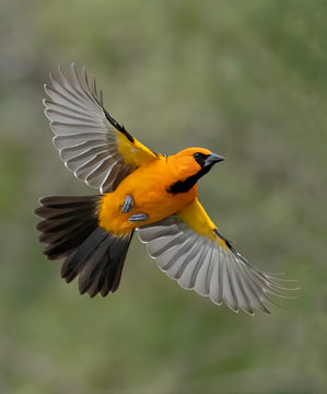 Altamira oriole (icterus gularis) flight over Rio Grande Valley, Texas