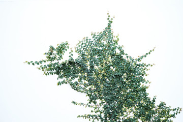 christmas tree isolated on white background