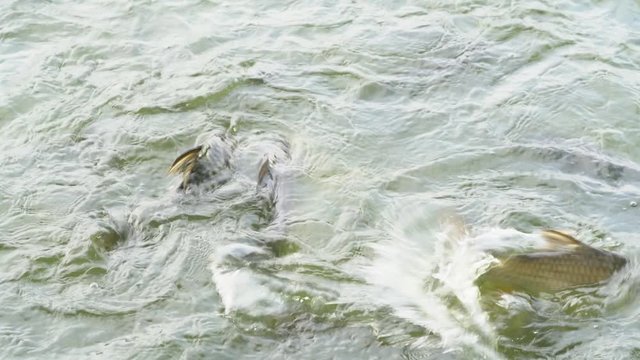 Java barb or Silver barb in farm