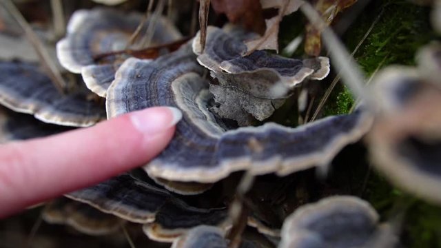 Female finger touching purple colored turkey tail wood mushrooms in the forest.