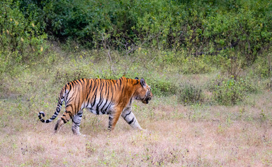 Fototapeta premium Majestic stride