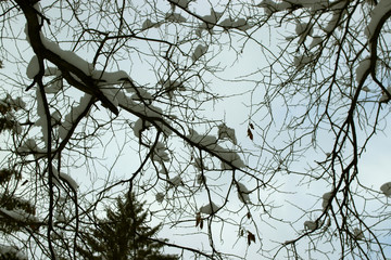 branches of a tree
