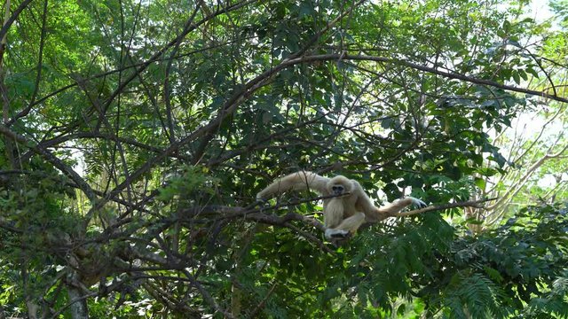 Hylobates lar or Hended Gibbon Sleeping on the tree