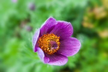 Purple, beautiful pasque flower on a green background