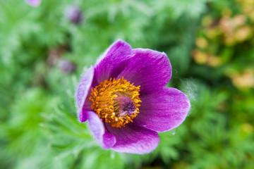 Purple, beautiful pasque flower on a green background