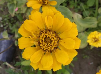 yellow flowers in garden