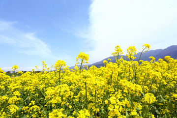 Obraz premium 信州 いいやま菜の花畑