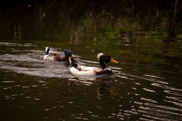 Beautiful ducks  fish swimming in the lake.