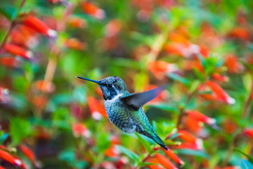 An Anna's hummingbird hovering and drinking nectar from some flowers.   Victoria BC Canada