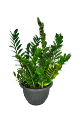 Tropical leaves set isolated on white background with clipping path, green leaves of Monstera, Alocasia, Anthurium, and Philodendrons the exotic foliage plants. Zamioculcas Zamiifolia plant.