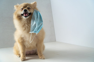 Dog wearing air pollution mask for protect dust PM2.5,Pomeranian, small breed dogs, put on a health...