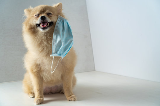 Dog wearing air pollution mask for protect dust PM2.5,Pomeranian, small breed dogs, put on a health mask sit on a white table and the face showing a bad feeling,Coronavirus protection.