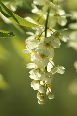 Spring season. Flowering branch with white flowers in the sun on a  green spring garden blurred background.