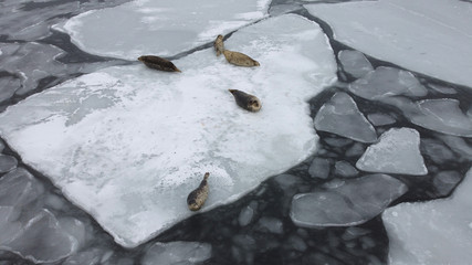Aerial image of seals (spotted seal, largha seal, Phoca largha) laying on the ice floe in cloudy winter day. Wild spotted seals in natural habitat.