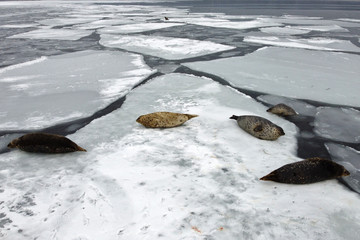Aerial image of seals (spotted seal, largha seal, Phoca largha) laying on the ice floe in cloudy winter day. Wild spotted seals in natural habitat.