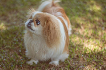 Beautiful little dog breed looking suspiciously.