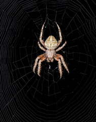 Spider in the dark