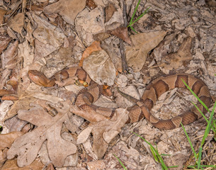 Copperhead