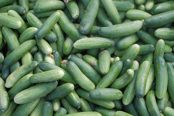 FRESH CUCUMBERS IN MARKET