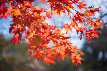 紅葉 クローズアップ