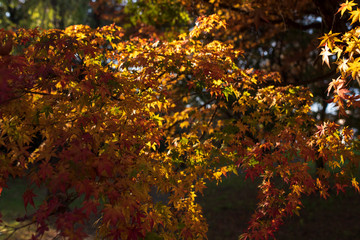 紅葉