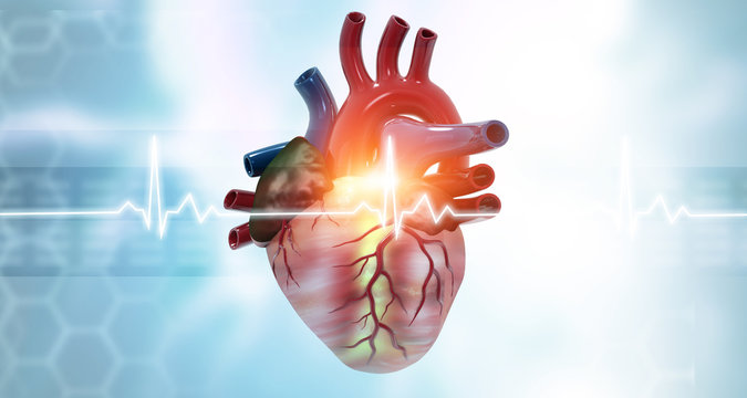Anatomy of human heart on ecg medical background. 3d render.