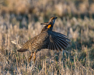 Prairie Chicken in the Nebraska Sandhills