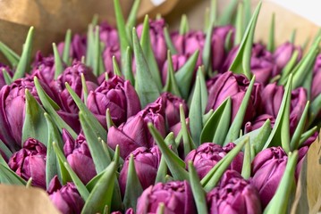 Purple tulips close up, fuchsia color tulip bouqet macro