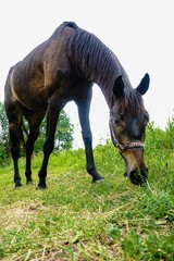 brown horse chewing grass on a green field, summer day