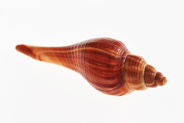 Isolated conch seashell on white background 