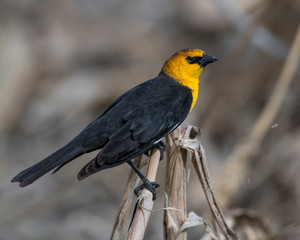 Yellow-headed Blackbird on a perch