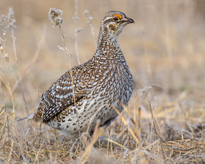 Sharp-tailed Grouse in the Nebraska Sandhills