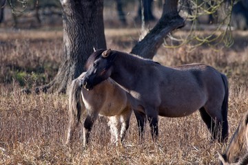 Herd of wild Polish horses in autumn pasture, Marchegg, Austria
