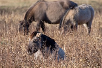 Herd of wild Polish horses in autumn pasture, Marchegg, Austria