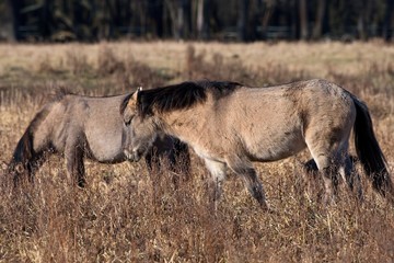 Herd of wild Polish horses in autumn pasture, Marchegg, Austria